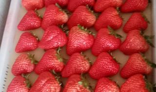 丹东草莓为什么上市早 丹东草莓多少钱一斤