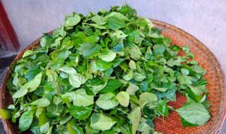 神仙豆腐树什么样子 神仙豆腐的做法