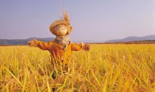 2022黑龙江省玉米什么价格 黑龙江玉米最新价格