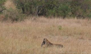 为什么狮子不吃豹子和鬣狗之类的 动物世界狮子与鬣狗